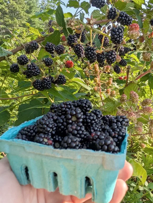 Wilder‑ness Blackberries