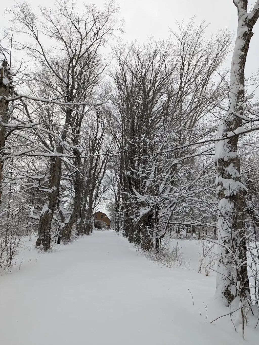 The Maple Allée